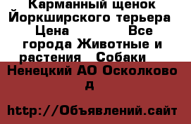 Карманный щенок Йоркширского терьера › Цена ­ 30 000 - Все города Животные и растения » Собаки   . Ненецкий АО,Осколково д.